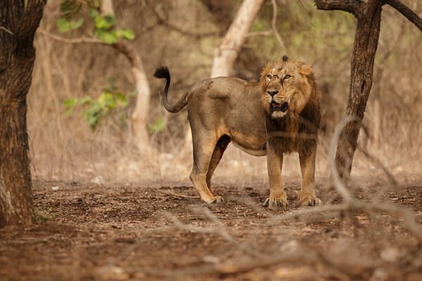 GIR NATIONAL PARK- A 4-DAY WILDLIFE EXPLORATION