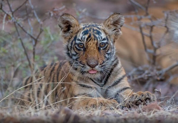 RANTHAMBORE NATIONAL PARK-A 4-DAY WILDLIFE EXPEDITION