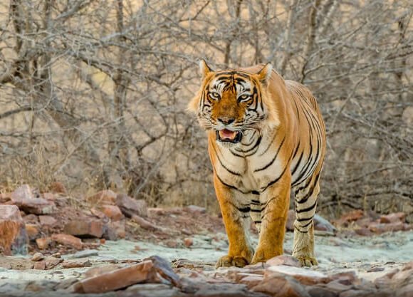 EXOTIC RANTHAMBORE