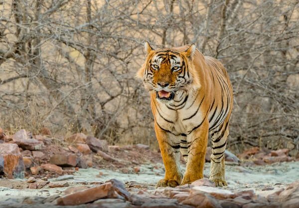 WILDLIFE TOUR TO RANTHAMBORE