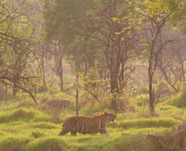 PENCH AND TADOBA NATIONAL PARK - FROM NAGPUR