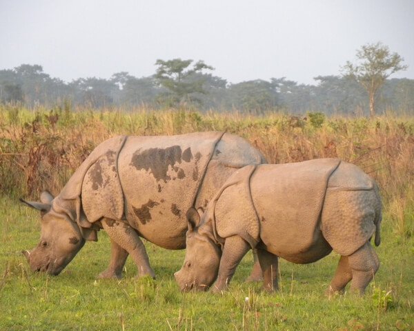 NORTHEAST INDIA WILDLIFE TOUR (MANAS, NAMERI & KAZIRANGA NATIONAL PARK)