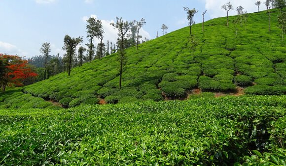 5 DAYS COORG WAYANAD TOUR