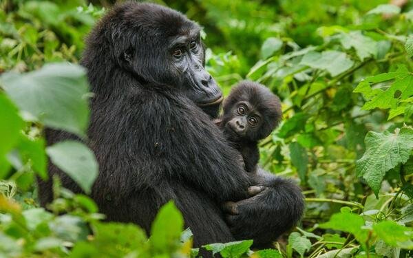 RWANDA - GORILLA SIGHTING