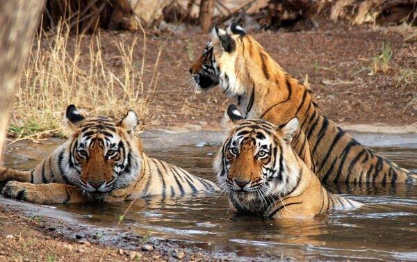 SUNDARBAN NATIONAL PARK- A 4 DAY SAFARI EXPEDITION